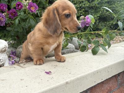 Genuine Long Haired Miniature Dachshund male puppy in Longford