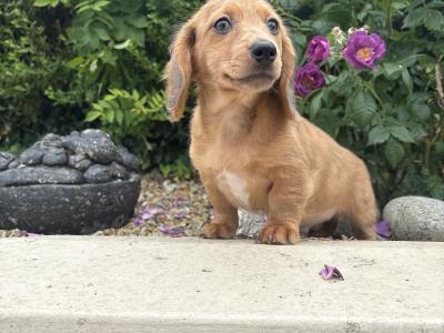 Genuine Long Haired Miniature Dachshund male puppy in Longford