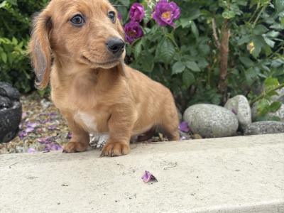 Genuine Long Haired Miniature Dachshund male puppy in Longford