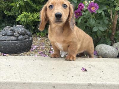 Genuine Long Haired Miniature Dachshund male puppy in Longford