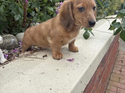 Genuine Long Haired Miniature Dachshund male puppy in Longford