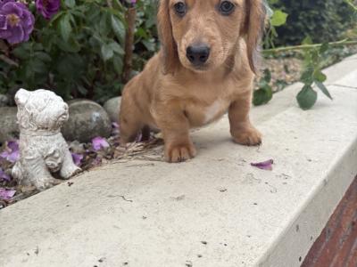 Genuine Long Haired Miniature Dachshund male puppy in Longford