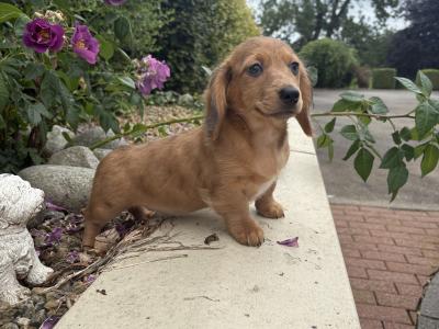 Genuine Long Haired Miniature Dachshund male puppy in Longford