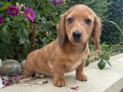 Genuine Long Haired Miniature Dachshund male puppy in Longford