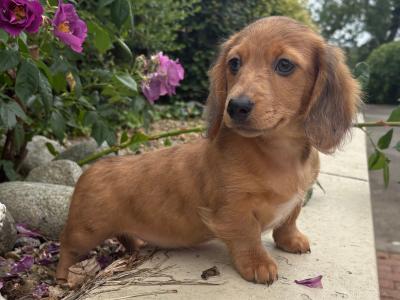 Genuine Long Haired Miniature Dachshund male puppy in Longford