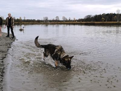 Purebred male German Shepherd 3 years old in Laois