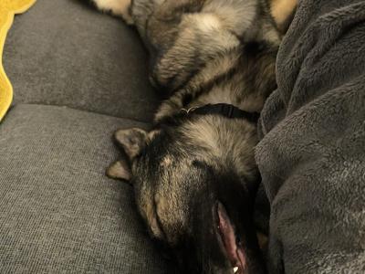 Purebred male German Shepherd 3 years old in Laois