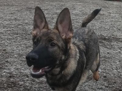 Purebred male German Shepherd 3 years old in Laois