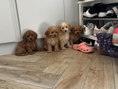 Fabulous Cavapoo puppies for sale 🐶🐶 in Kilkenny