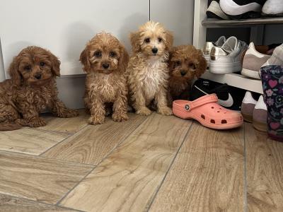 Fabulous Cavapoo puppies for sale 🐶🐶 in Kilkenny