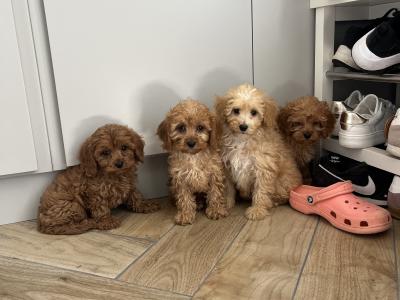 Fabulous Cavapoo puppies for sale 🐶🐶 in Kilkenny