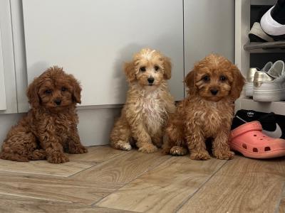 Fabulous Cavapoo puppies for sale 🐶🐶 in Kilkenny