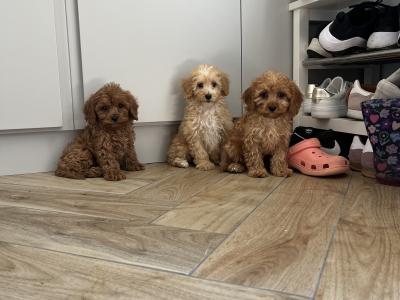 Fabulous Cavapoo puppies for sale 🐶🐶 in Kilkenny