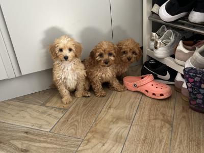 Fabulous Cavapoo puppies for sale 🐶🐶 in Kilkenny