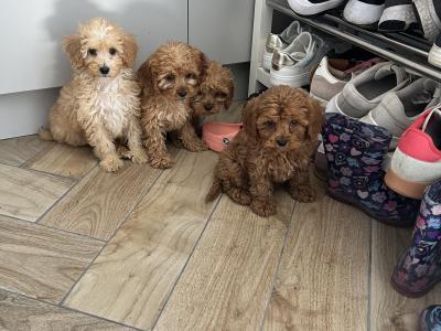 Fabulous Cavapoo puppies for sale 🐶🐶 in Kilkenny