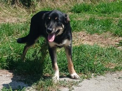 Male Border Collie puppy 3 months old in Kerry