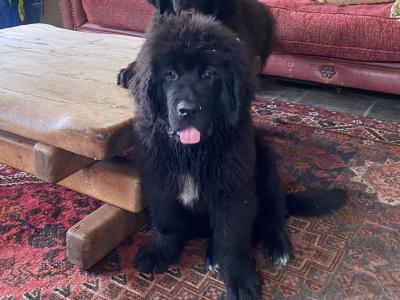 Stunning Pedigree Newfoundland puppies - Superior Quality in Galway