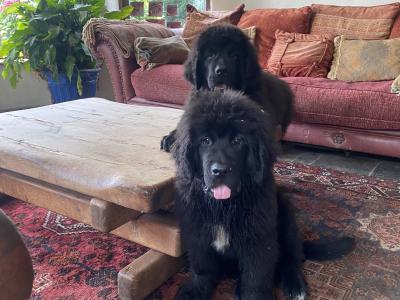 Stunning Pedigree Newfoundland puppies - Superior Quality in Galway