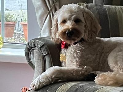Bailey is a Cockapoo for Stud