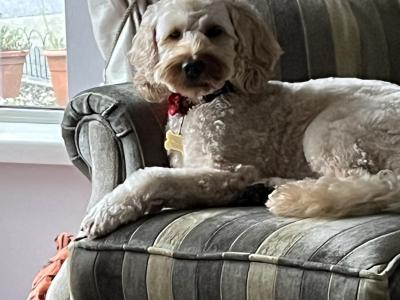 Bailey is a Cockapoo for Stud