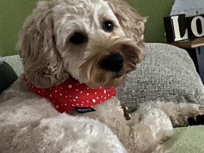 Bailey is a Cockapoo for Stud