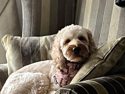 Bailey is a Cockapoo for Stud