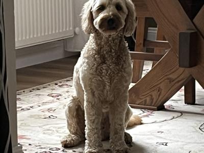 Bailey is a Cockapoo for Stud