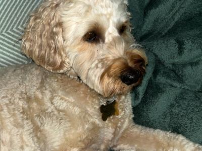 Bailey is a Cockapoo for Stud