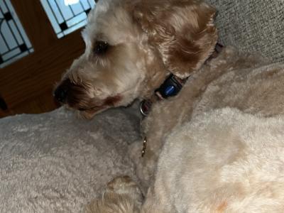 Bailey is a Cockapoo for Stud