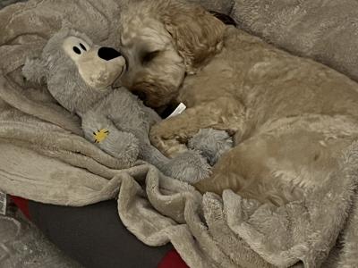 Bailey is a Cockapoo for Stud