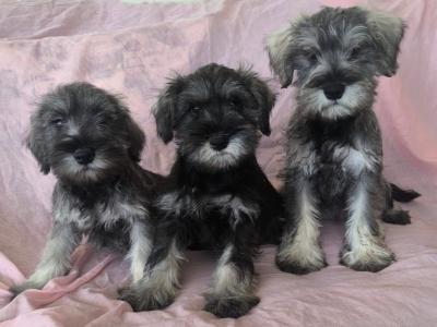 Miniature Schnauzer puppies in Wexford