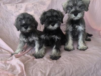 Miniature Schnauzer puppies in Wexford