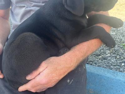Gorgeous Labrador puppies ✅ IKC Registered ✅ in Longford