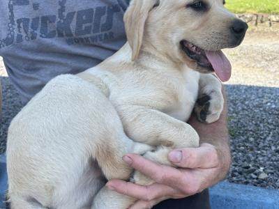 Gorgeous Labrador puppies ✅ IKC Registered ✅ in Longford