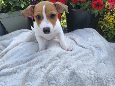 Jack Russell puppies in Roscommon