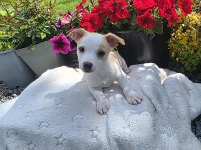 Jack Russell puppies in Roscommon