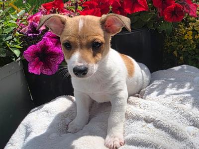 Jack Russell puppies in Roscommon