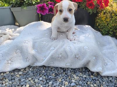 Jack Russell puppies in Roscommon
