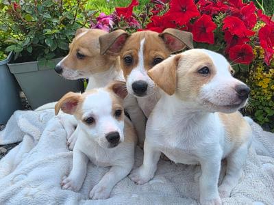 Jack Russell puppies in Roscommon