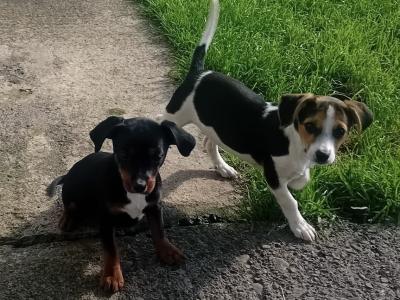 Gorgeous Male Jack Russell puppies in Meath