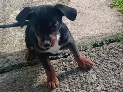 Gorgeous Male Jack Russell puppies in Meath