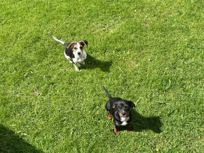 Gorgeous Male Jack Russell puppies in Meath