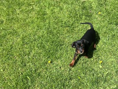 Gorgeous Male Jack Russell puppies in Meath