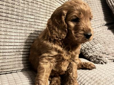 Red Cockapoo puppies 🐶 in Cavan