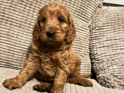 Red Cockapoo puppies 🐶 in Cavan