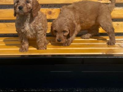 Red Cockapoo puppies 🐶 in Cavan