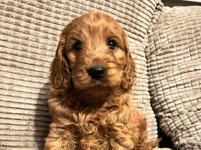 Red Cockapoo puppies 🐶 in Cavan