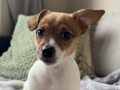 **ONLY ONE FEMALE PUPPY LEFT** Gorgeous Jack Russell Terrier puppies for sale in Longford