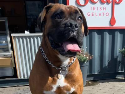 Beautiful Boxer Dog for stud with Outstanding Blood Line, in Wexford