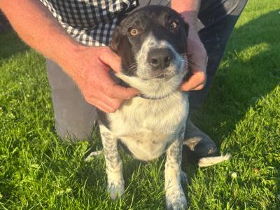 Male Border Collie puppy in Roscommon